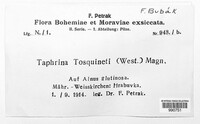 Taphrina tosquinetii image